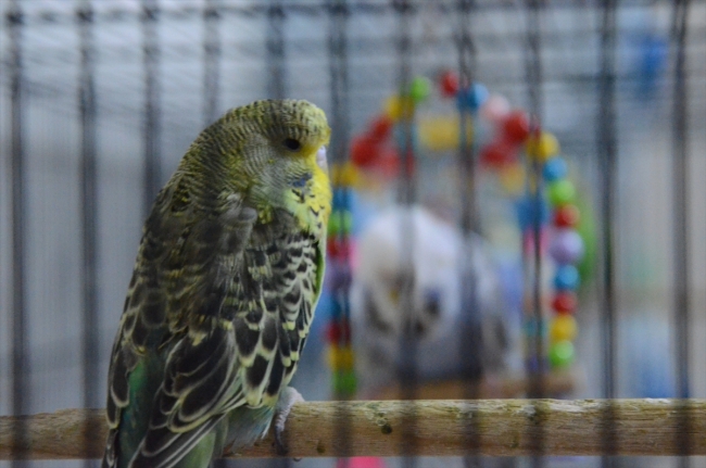 Evinin salonunda 60 muhabbet kuşu besliyor